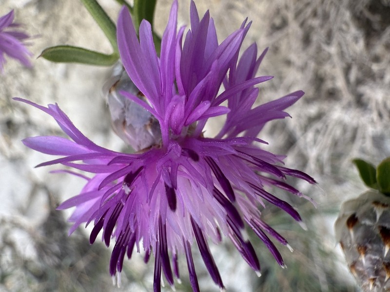 Centaurea paxorum photo 6
