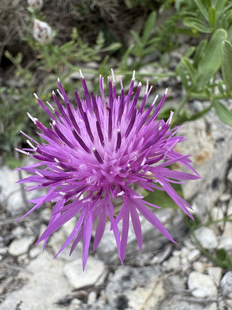 Centaurea paxorum photo 7