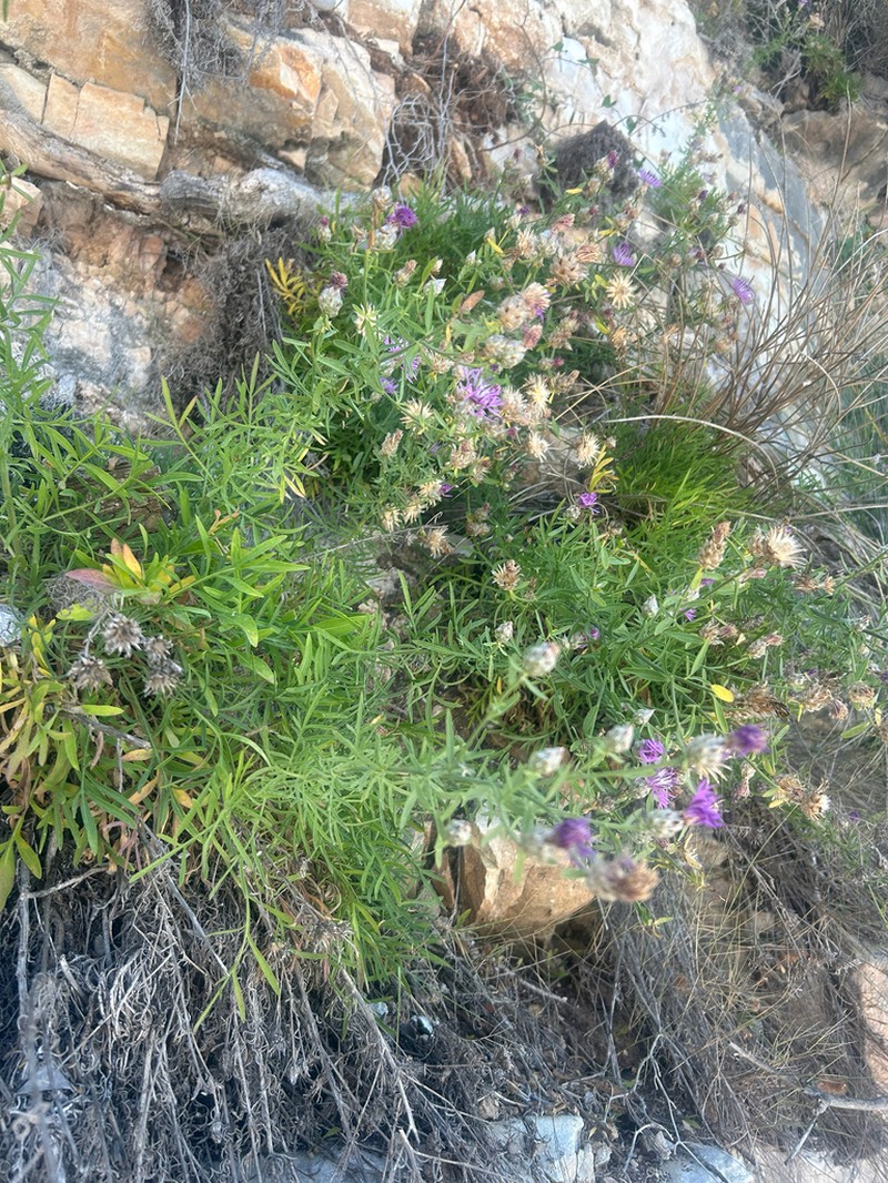 Centaurea paxorum photo 8