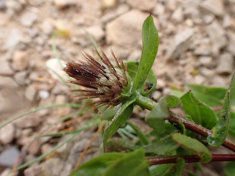 Centaurea pectinata photo 2