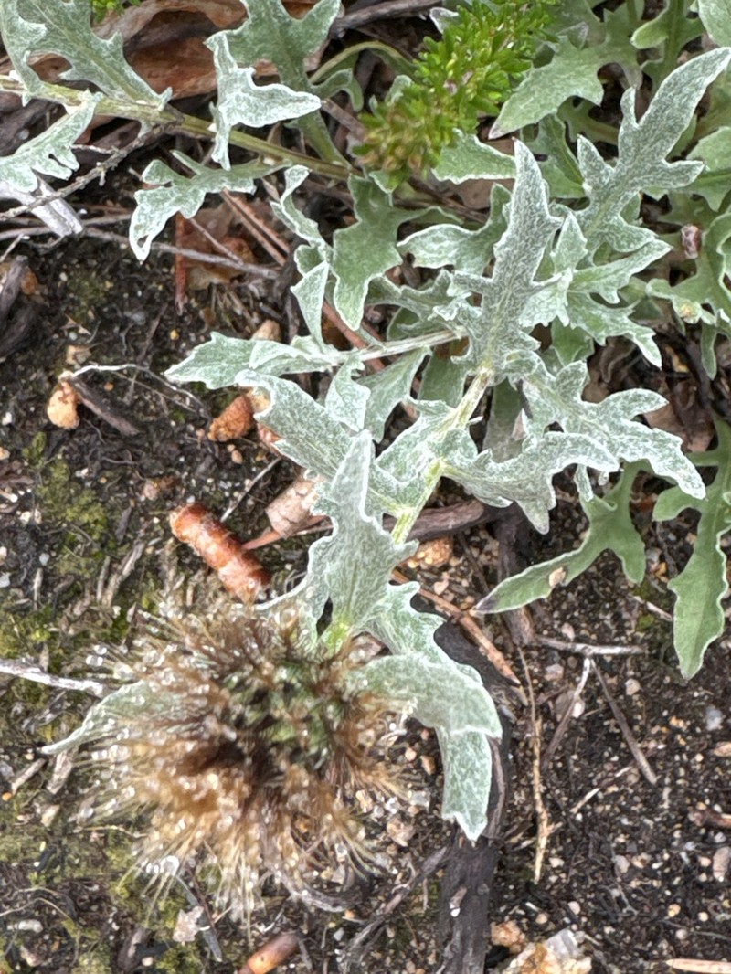 Centaurea pectinata photo 3