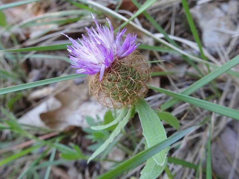 Centaurea pectinata photo 4