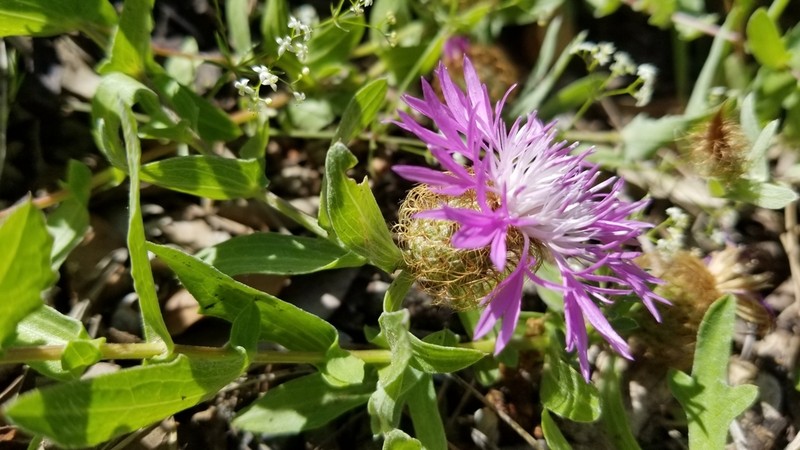 Centaurea pectinata photo 5