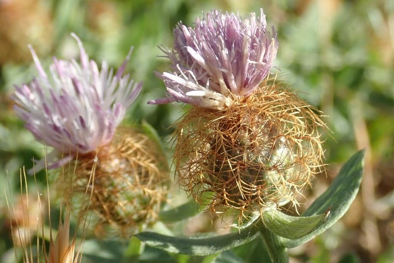 Centaurea pectinata photo 6