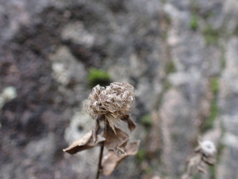 Centaurea pectinata photo 7