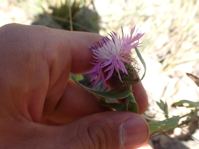 Centaurea pectinata photo 8