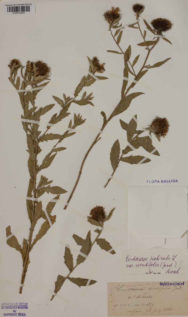 Centaurea pectinata subsp. acutifolia