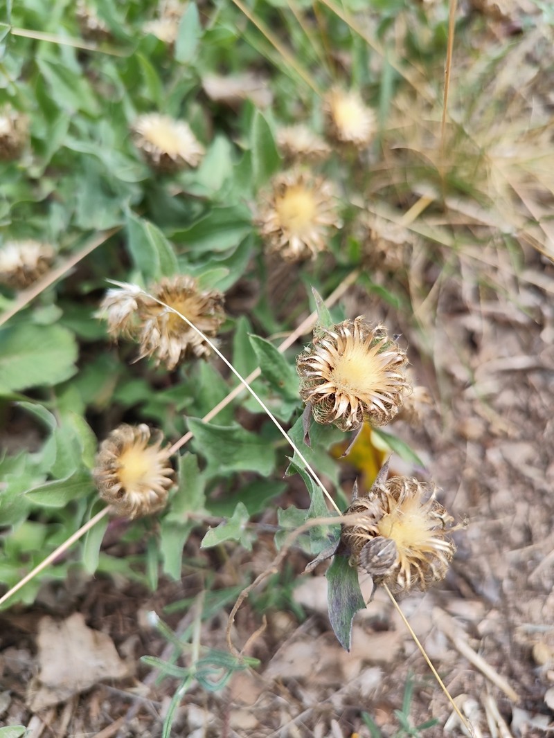 Centaurea pectinata subsp. pectinata