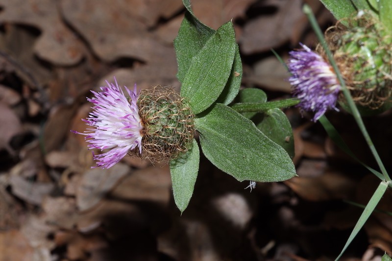 Centaurea pectinata subsp. pectinata photo 2