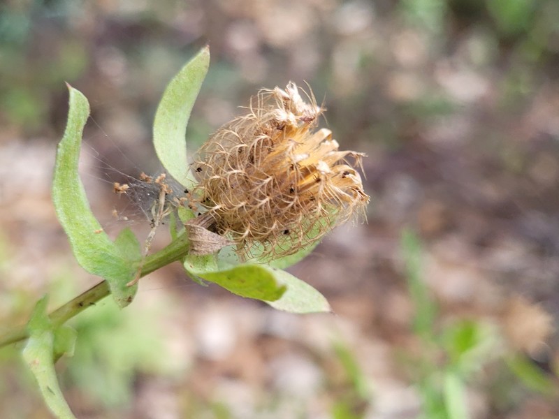 Centaurea pectinata subsp. pectinata photo 3