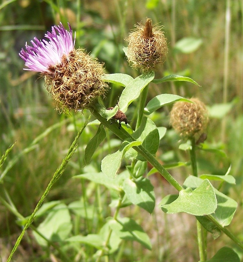 Centaurea pectinata subsp. pectinata photo 4