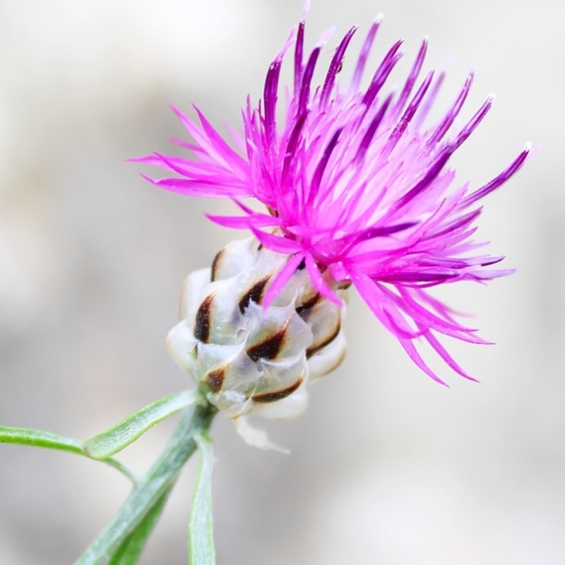 Centaurea pentadactyli