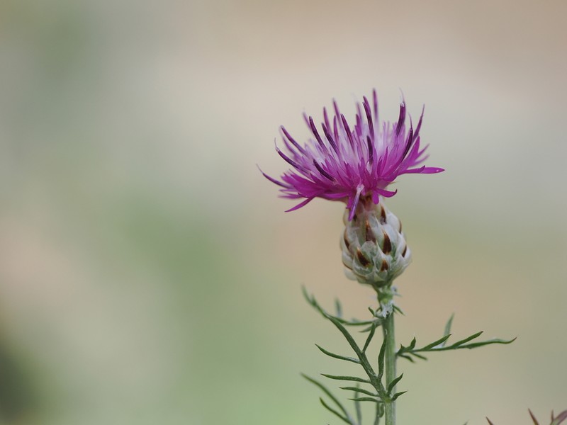 Centaurea pentadactyli photo 2