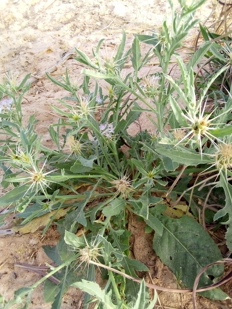 Centaurea perrottetii
