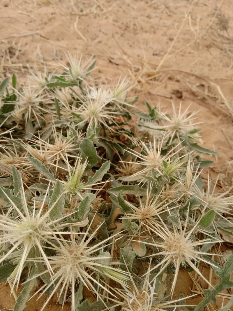 Centaurea perrottetii photo 2