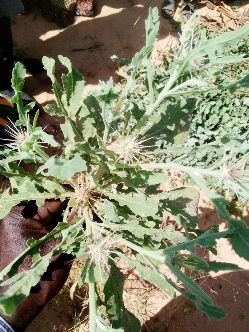 Centaurea perrottetii photo 3