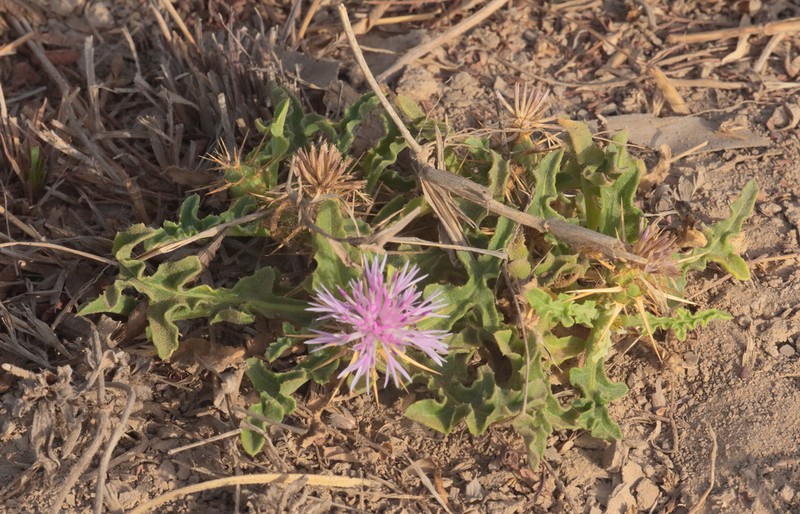 Centaurea perrottetii photo 4