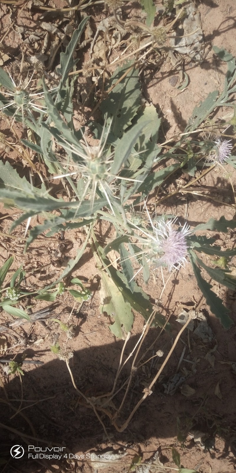 Centaurea perrottetii photo 5