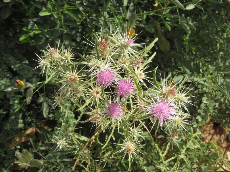 Centaurea perrottetii photo 6
