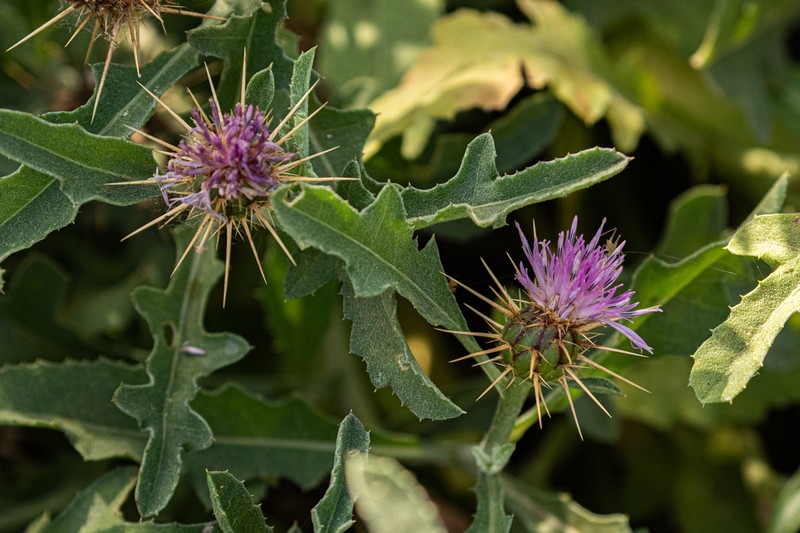 Centaurea perrottetii photo 7