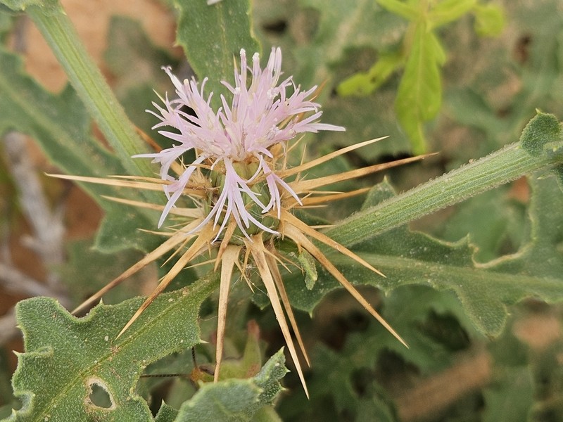 Centaurea perrottetii photo 8