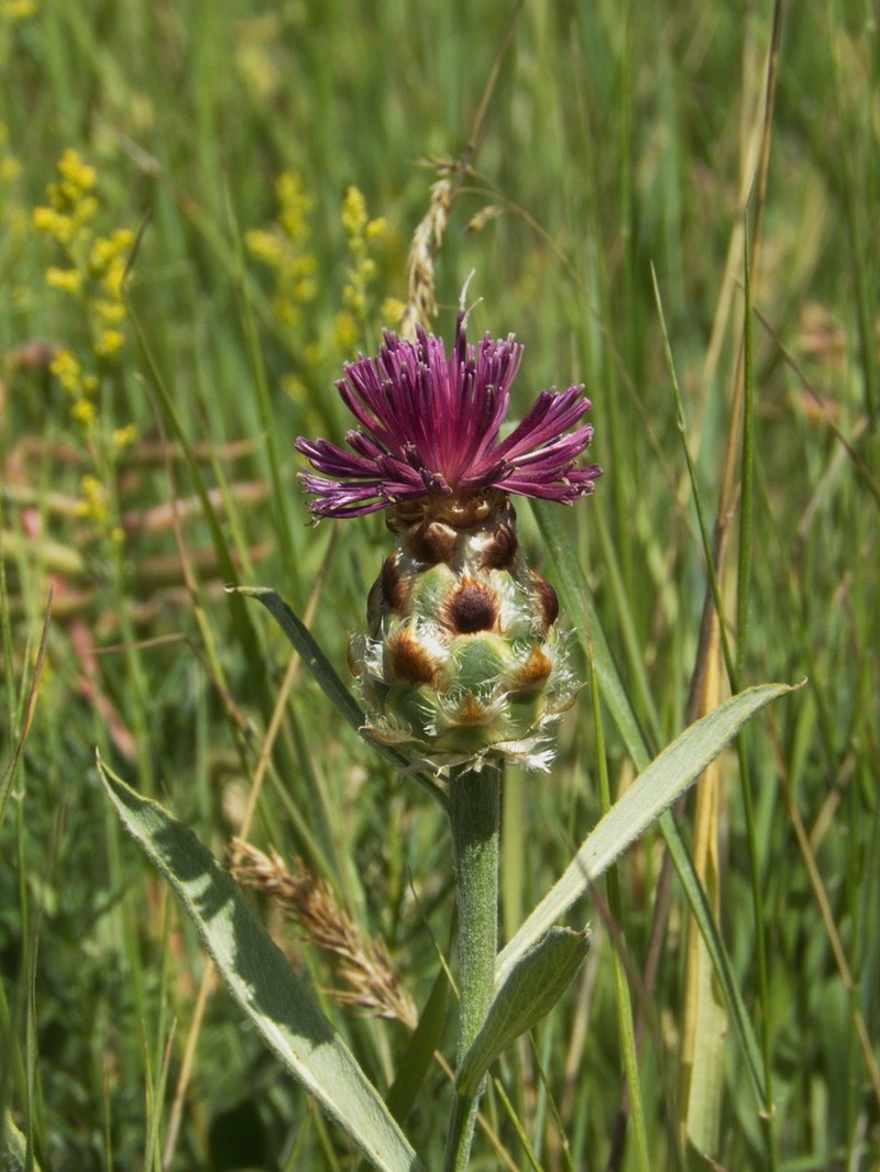 Centaurea persica