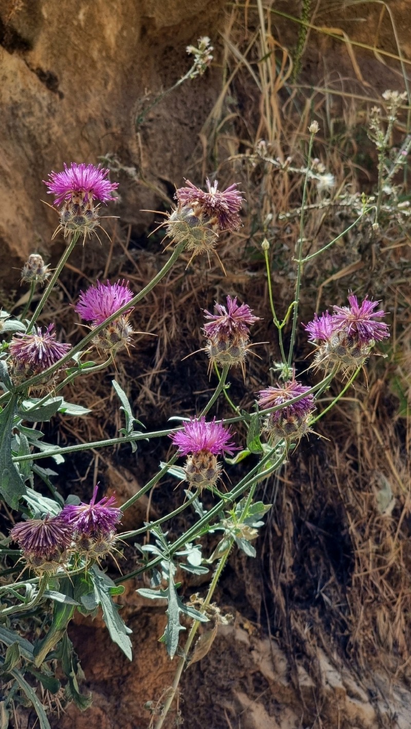 Centaurea persica photo 2
