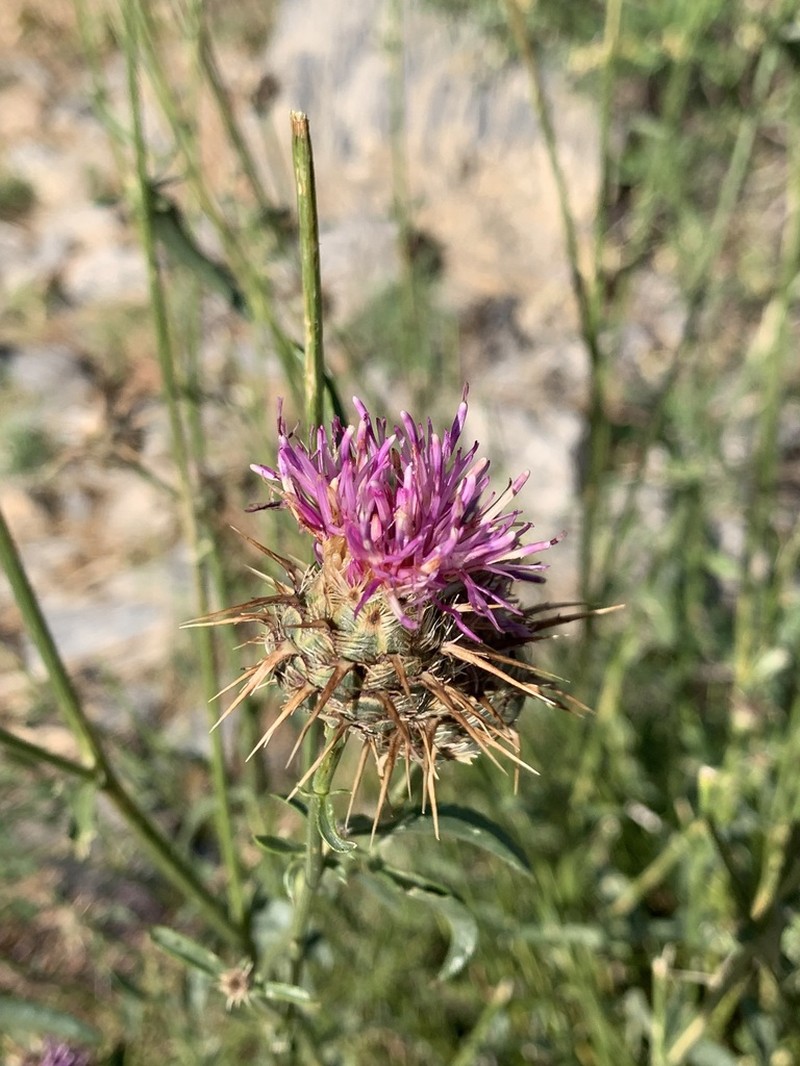 Centaurea persica photo 3