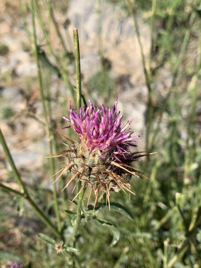 Centaurea persica photo 4