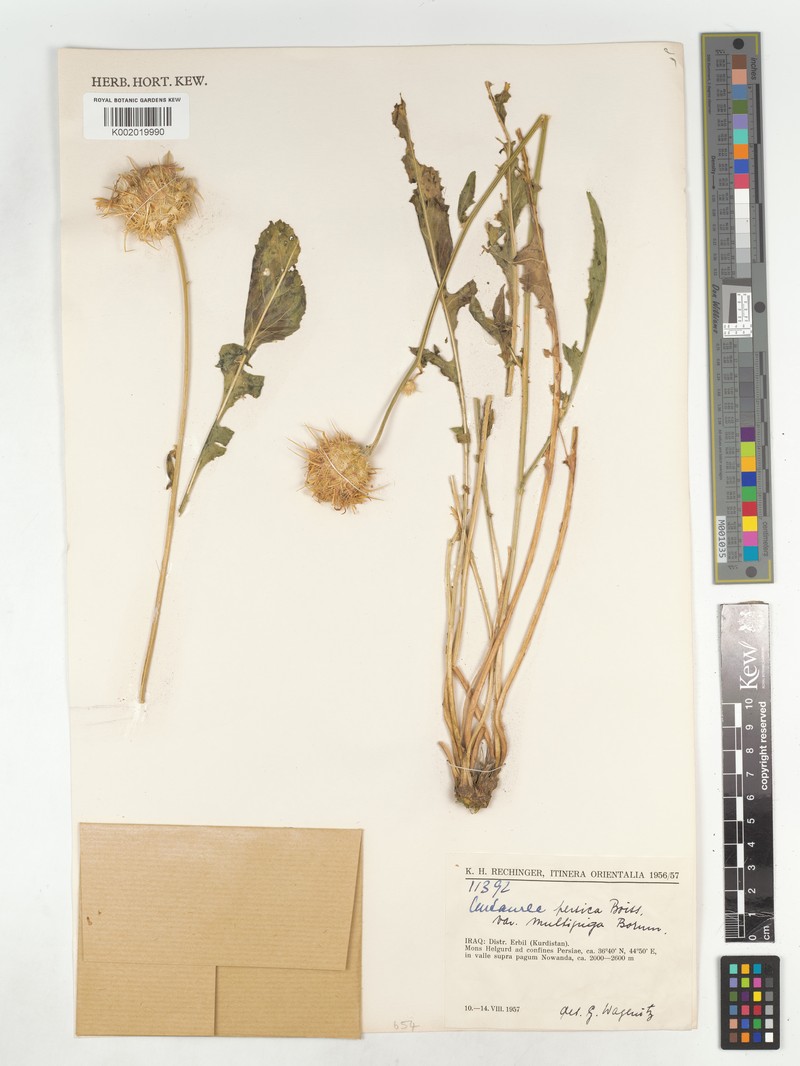 Centaurea persica var. multijuga photo 2