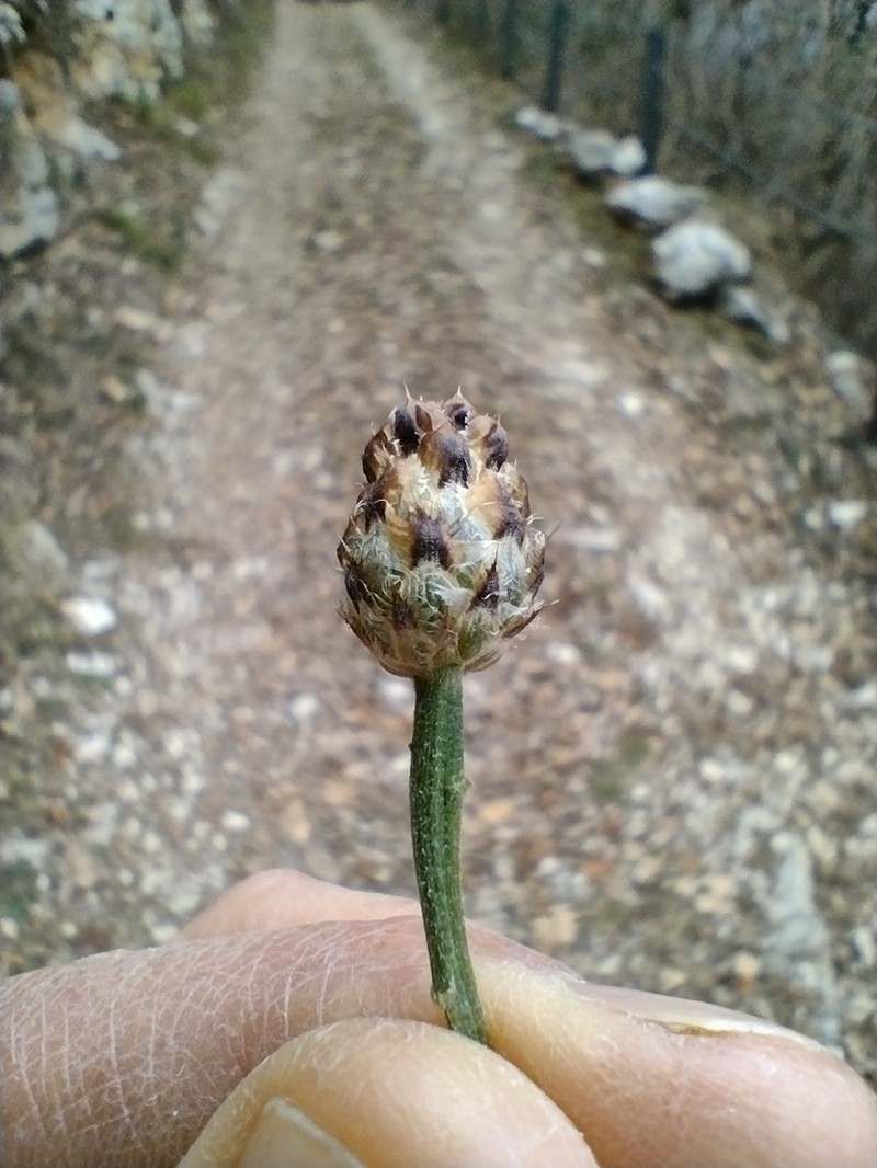 Centaurea pestalotii photo 2