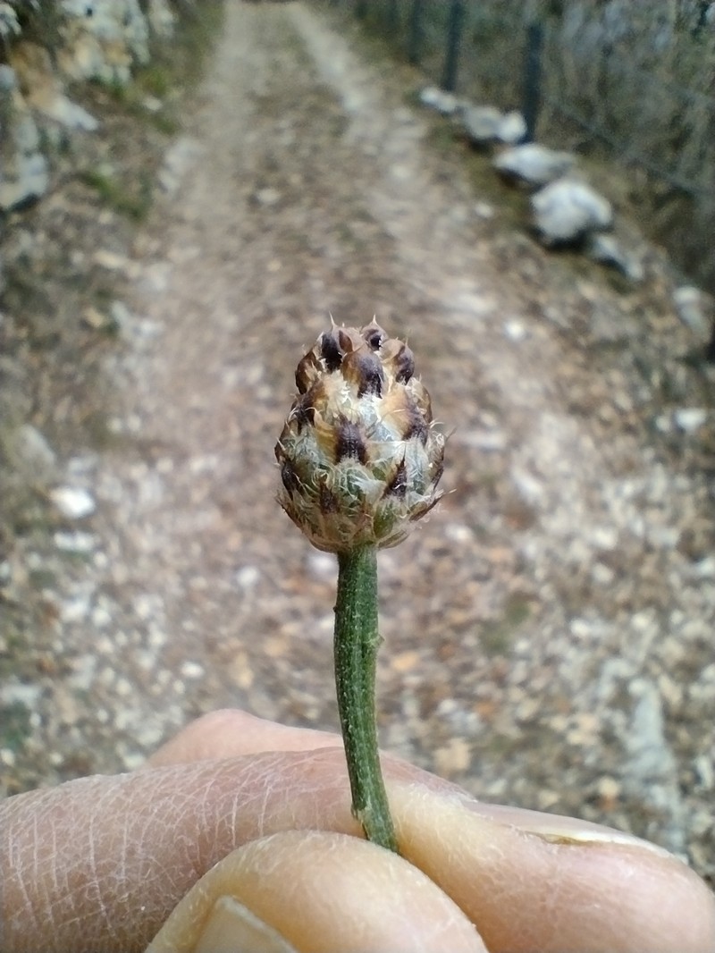 Centaurea pestalotii photo 3