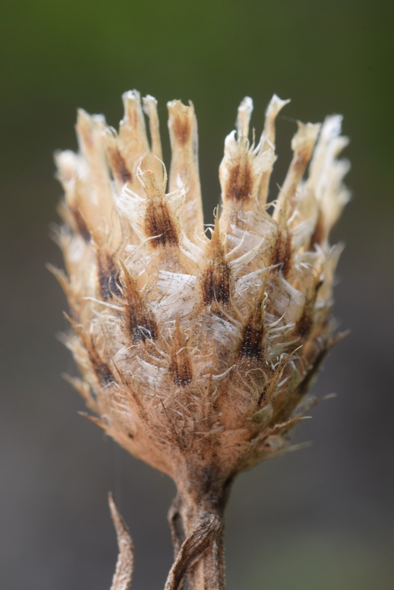 Centaurea pestalotii photo 4