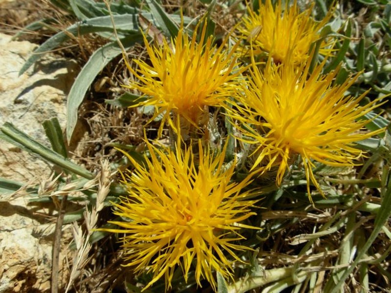 Centaurea pestalozzae