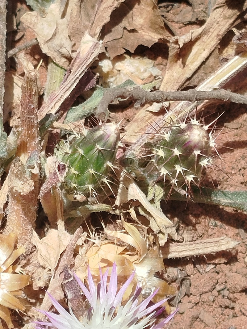Centaurea phaeolepis photo 4
