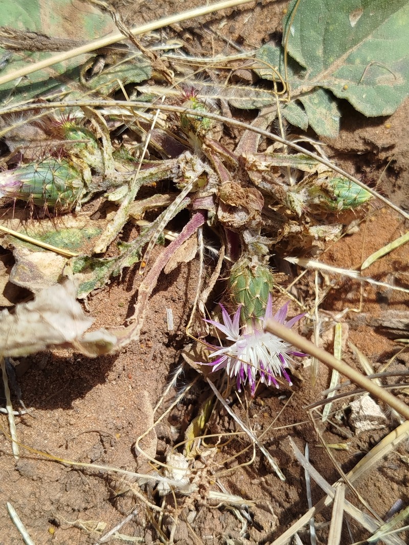 Centaurea phaeolepis photo 5
