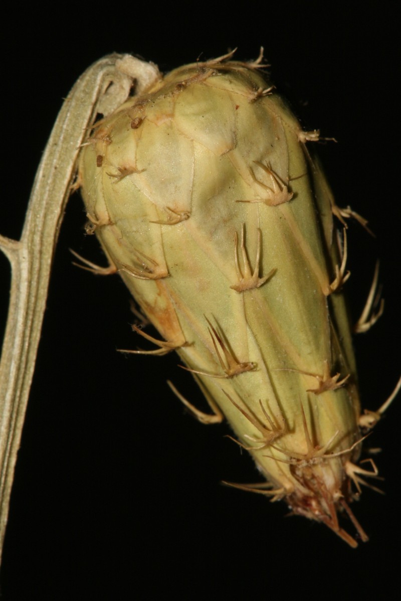 Centaurea phaeolepis photo 6