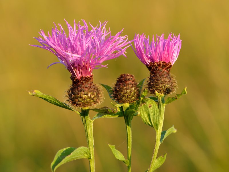 Wig Knapweed photo 2