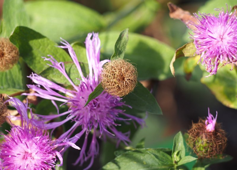 Wig Knapweed photo 3