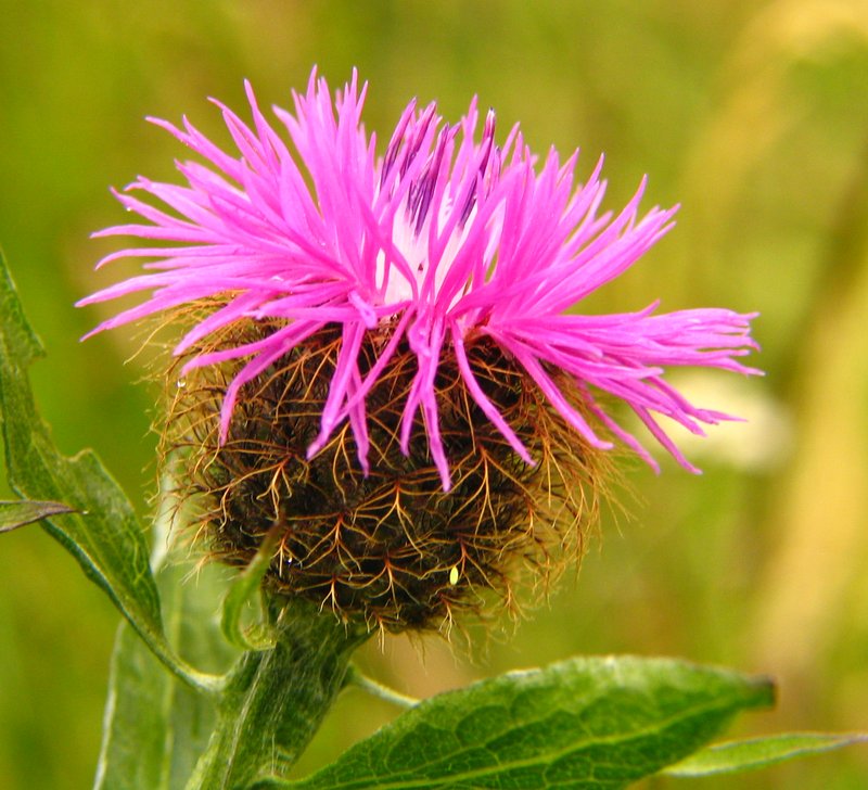 Wig Knapweed