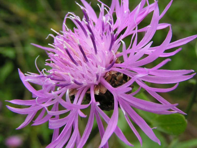 Wig Knapweed photo 4