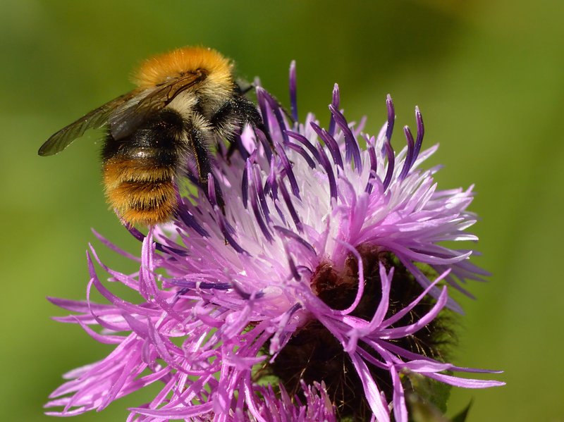 Wig Knapweed photo 5