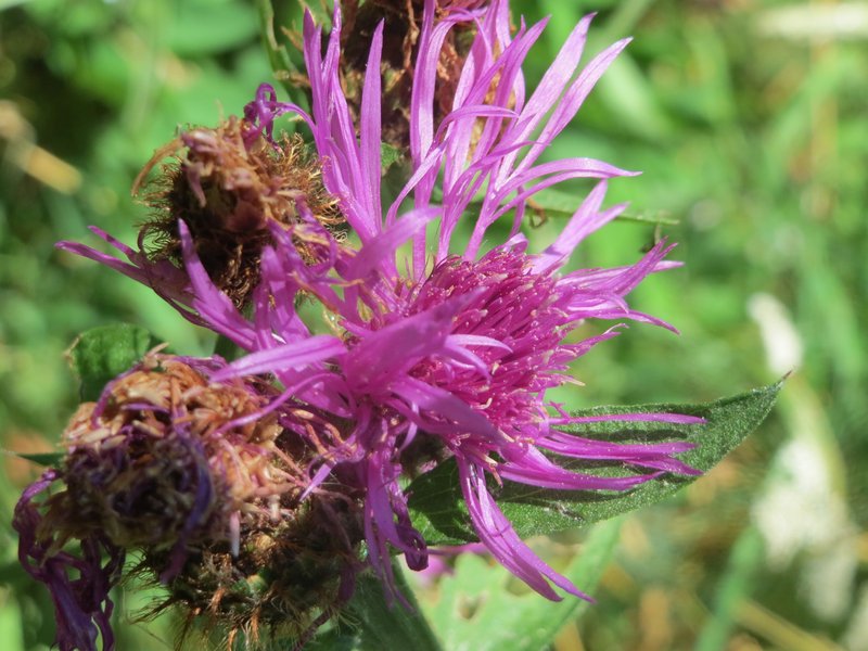Wig Knapweed photo 6