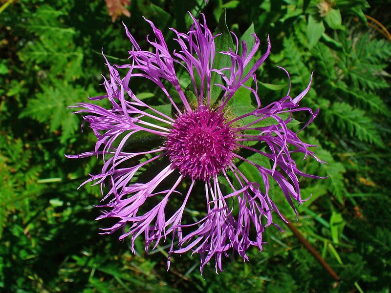 Wig Knapweed photo 7