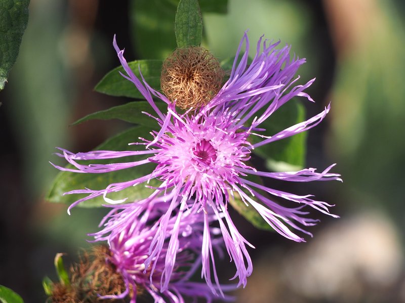 Wig Knapweed photo 8