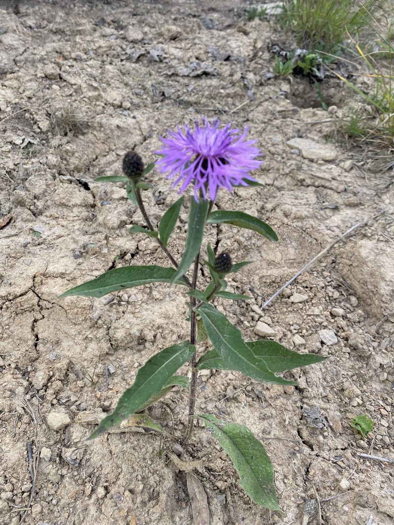 Centaurea phrygia subsp. abbreviata photo 2