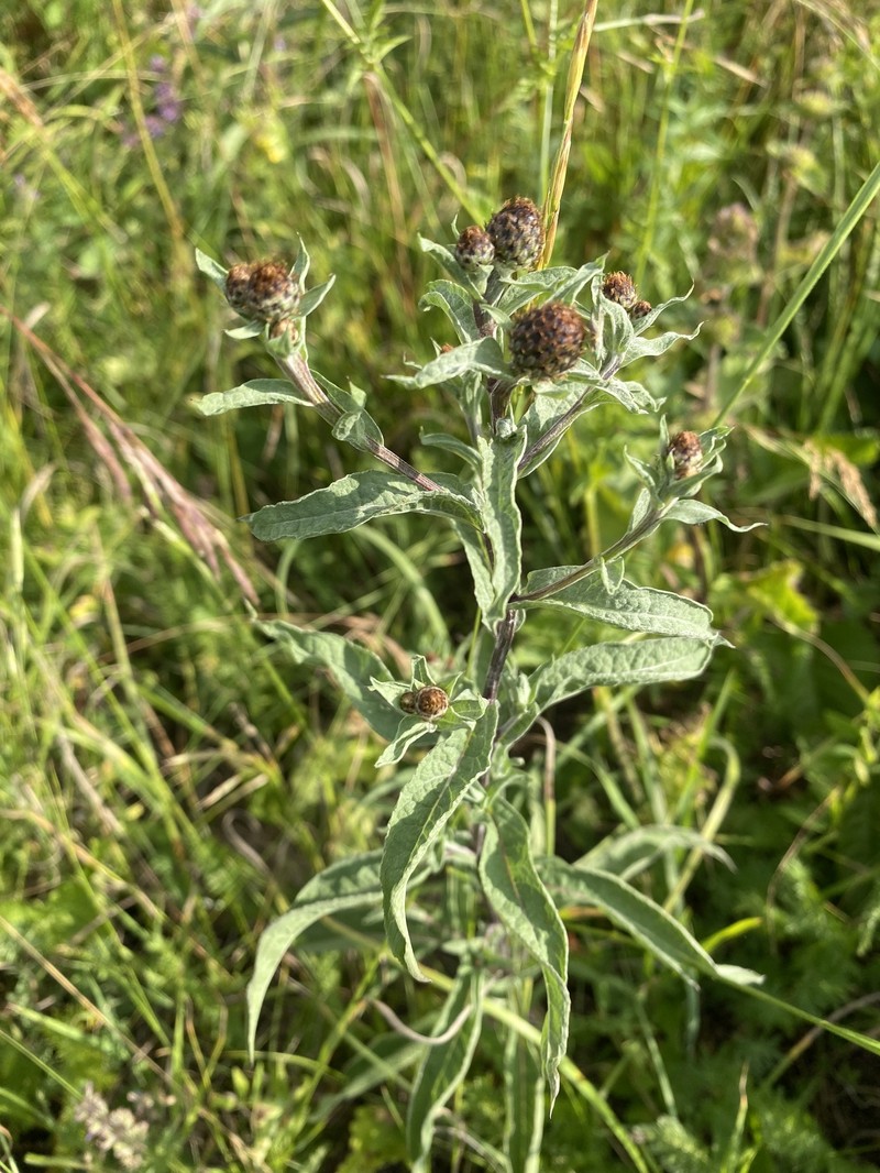 Centaurea phrygia subsp. abbreviata photo 3