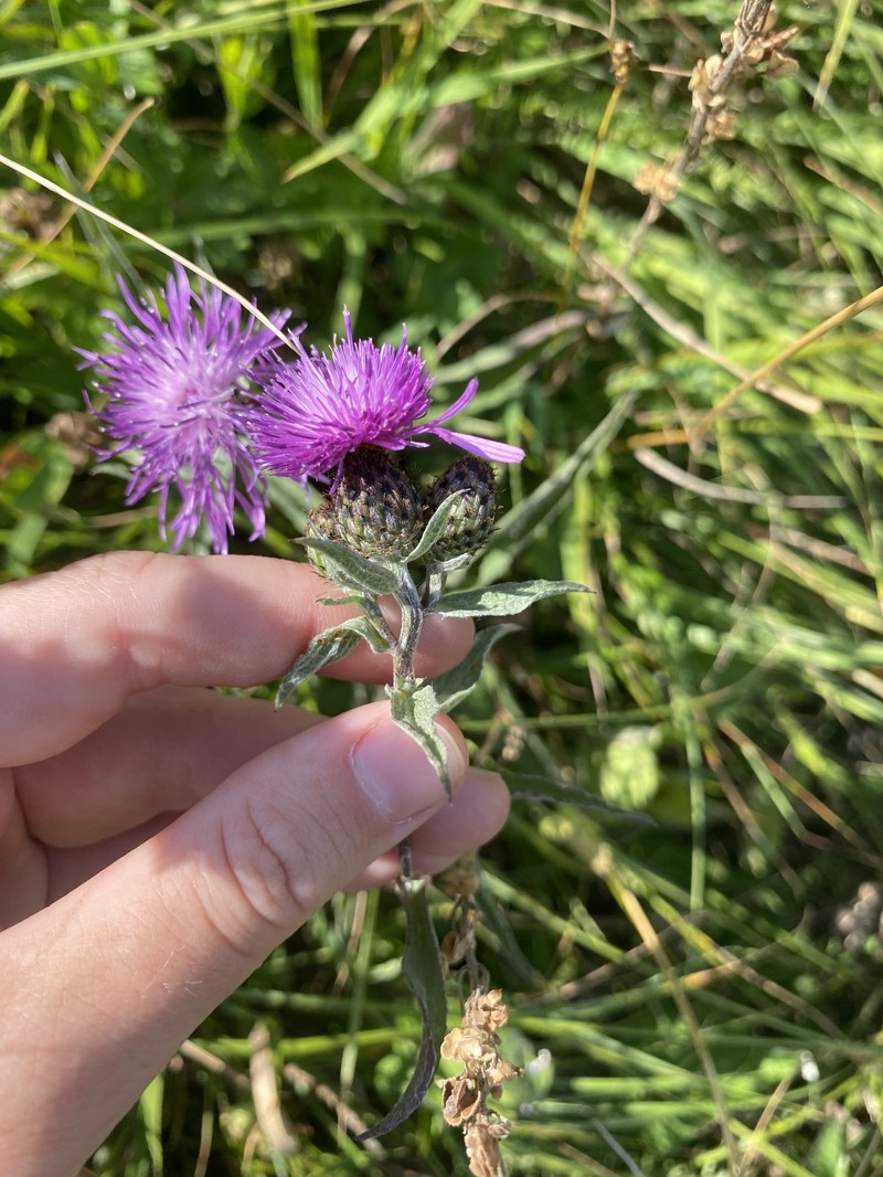 Centaurea phrygia subsp. abbreviata photo 4