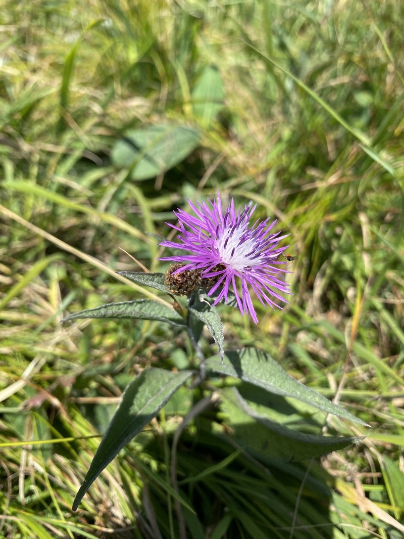 Centaurea phrygia subsp. abbreviata photo 5