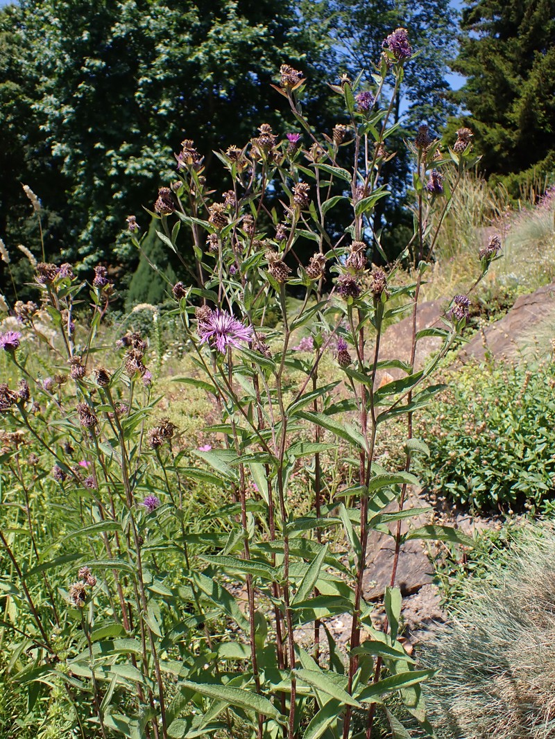 Centaurea phrygia subsp. abbreviata